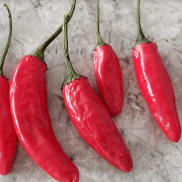 Piment fort 'Korean Kimchi' bio