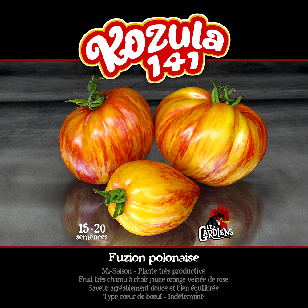 Vue rapprochée de Tomate ‘Kozula 141’ cultivé au soleil, avec un feuillage vert sain et des fruits caractéristiques bien visibles. La photo montre la forme, la couleur et le stade de maturité typiques de la variété sur un plant vigoureux. Les fruits se détachent nettement du feuillage et illustrent l’apparence recherchée au moment de la récolte.