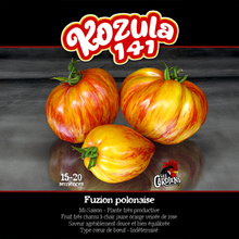 Vue rapprochée de Tomate ‘Kozula 141’ cultivé au soleil, avec un feuillage vert sain et des fruits caractéristiques bien visibles. La photo montre la forme, la couleur et le stade de maturité typiques de la variété sur un plant vigoureux. Les fruits se détachent nettement du feuillage et illustrent l’apparence recherchée au moment de la récolte.