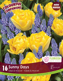 Harmonie florale ‘Sunny Days’ ( Tulipa et Muscari spp.) : des tulipes doubles jaunes parmi des muscaris bleus. Le visuel Florissa présente la plante et son nom dans la partie inférieure de l’étiquette. La photographie occupe presque toute la surface, tandis que le bandeau du bas rassemble les indications du produit. Cette vue permet de reconnaître son apparence et de distinguer la variété présentée.