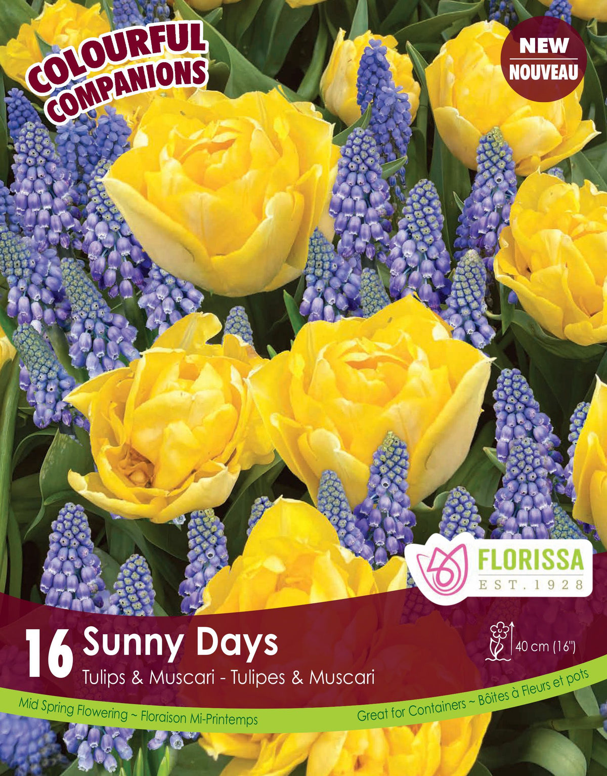 Harmonie florale ‘Sunny Days’ ( Tulipa et Muscari spp.) : des tulipes doubles jaunes parmi des muscaris bleus. Le visuel Florissa présente la plante et son nom dans la partie inférieure de l’étiquette. La photographie occupe presque toute la surface, tandis que le bandeau du bas rassemble les indications du produit. Cette vue permet de reconnaître son apparence et de distinguer la variété présentée.