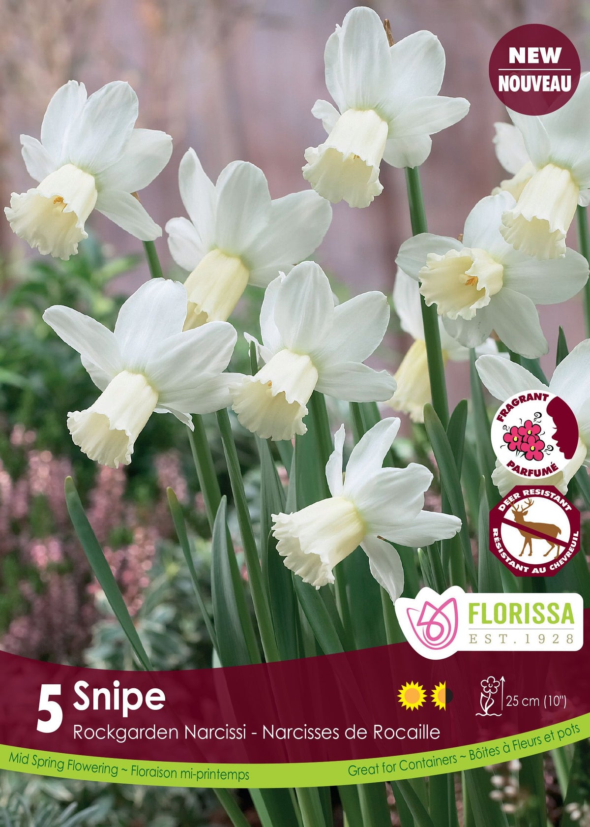 Narcisse ‘Snipe’ ( Narcissus ) : de petits narcisses blancs à longue trompette crème. Le visuel Florissa présente la plante et son nom dans la partie inférieure de l’étiquette. La photographie occupe presque toute la surface, tandis que le bandeau du bas rassemble les indications du produit. Cette vue permet de reconnaître son apparence et de distinguer la variété présentée.