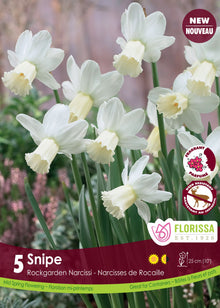 Narcisse ‘Snipe’ ( Narcissus ) : de petits narcisses blancs à longue trompette crème. Le visuel Florissa présente la plante et son nom dans la partie inférieure de l’étiquette. La photographie occupe presque toute la surface, tandis que le bandeau du bas rassemble les indications du produit. Cette vue permet de reconnaître son apparence et de distinguer la variété présentée.