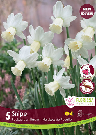 Snipe’ Daffodil: small white daffodils with long cream trumpets.