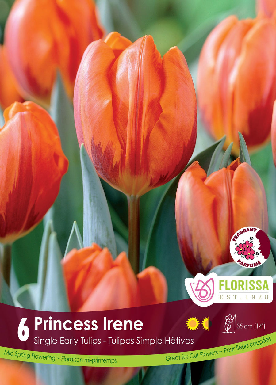Tulipe Princess Irene