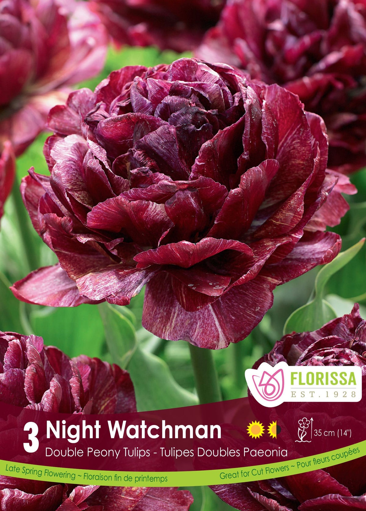 Tulipe Nightwatchman ( Tulipa ) : une tulipe double bordeaux aux pétales serrés. Le visuel Florissa présente la plante et son nom dans la partie inférieure de l’étiquette. La photographie occupe presque toute la surface, tandis que le bandeau du bas rassemble les indications du produit. Cette vue permet de reconnaître son apparence et de distinguer la variété présentée.