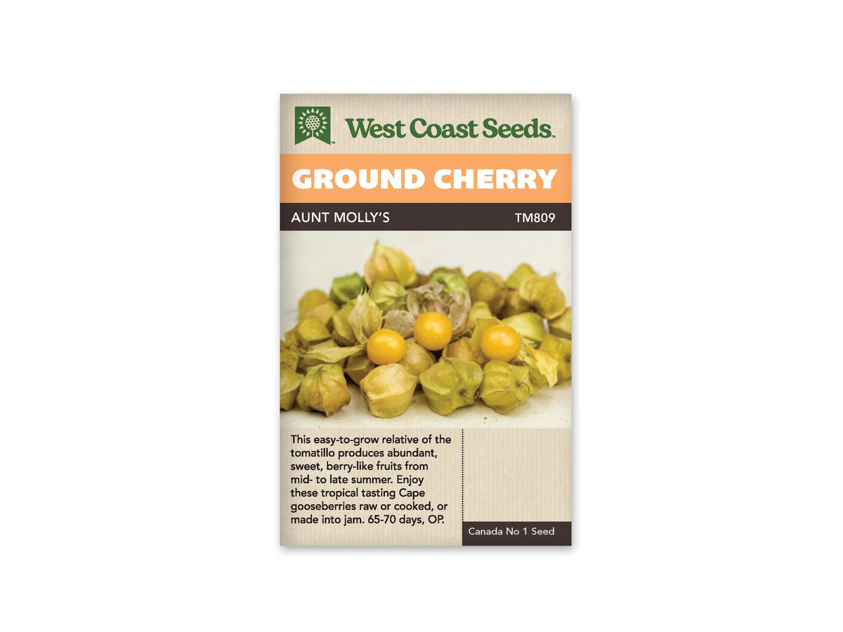 Sachet West Coast Seeds portant la mention Ground Cherry sur un bandeau orange et le nom Aunt Molly’s. La photo montre un tas de petites enveloppes vert beige ouvertes autour de baies rondes jaune doré, sur un fond clair. Le code TM809 apparaît près du nom, sous le bandeau de la marque vert et beige.