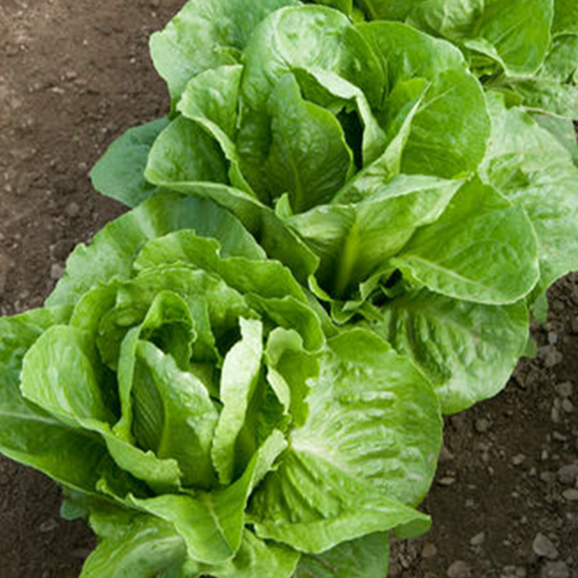 Laitue romaine verte 'Coastal Star' bio