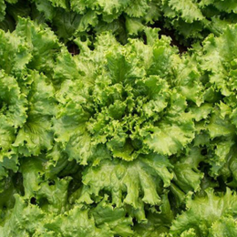 Laitue frisée verte 'Tropicana' bio
