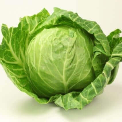 Cabbage 'Late Flat Dutch'
