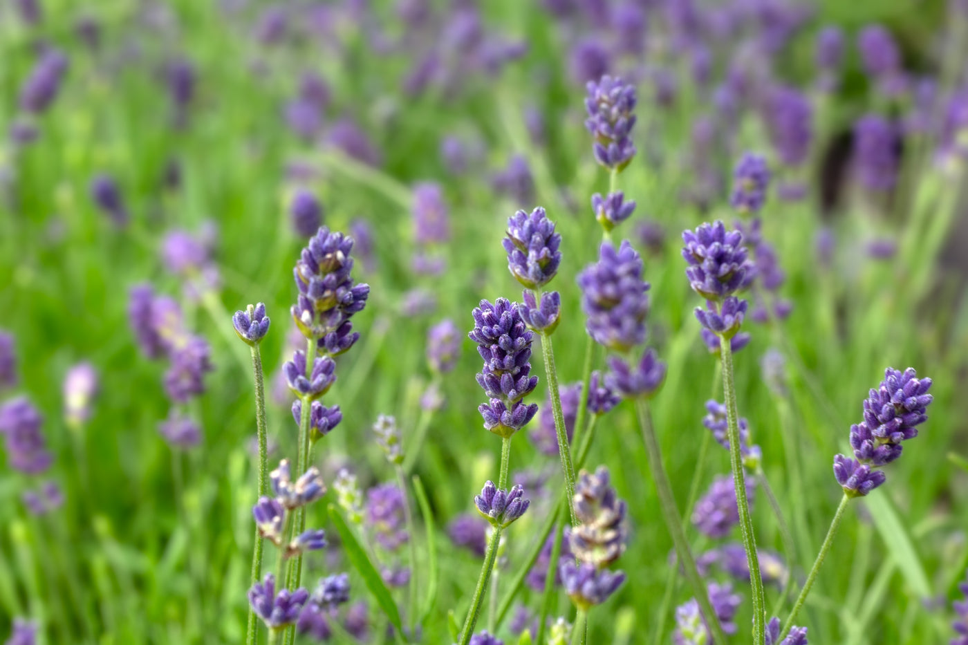 Lavandula angustifolia 'Hidcote Blue'