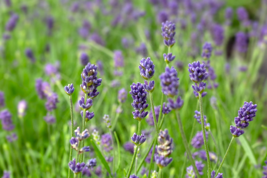 Lavandula angustifolia 'Hidcote Blue'