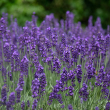 Lavandula angustifolia 'Hidcote Blue'