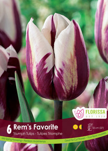  Rem's Favorite Tulip