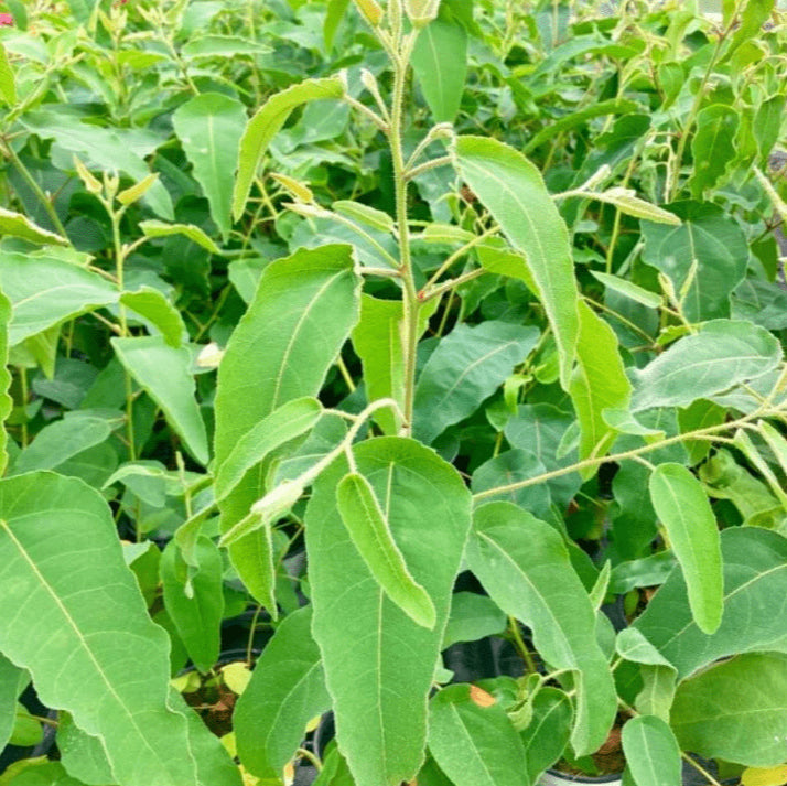 Lemon eucalyptus organic