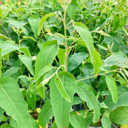 Eucalyptus citronné bio