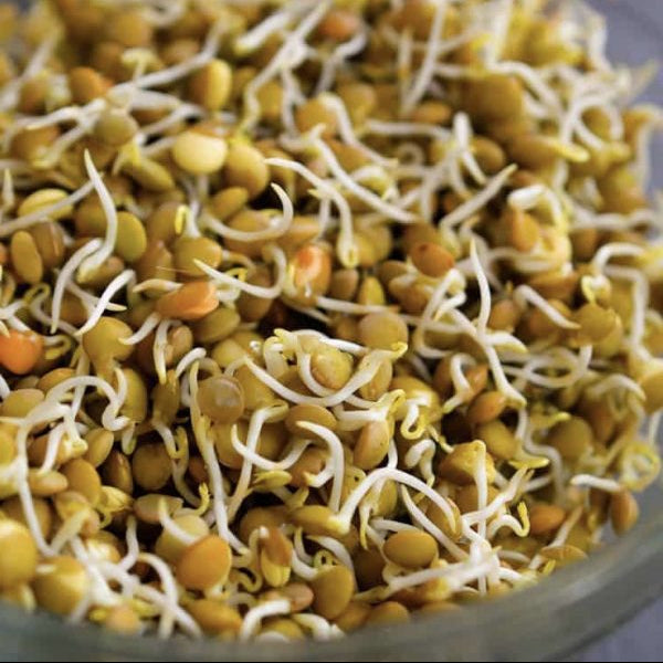 Lentil microgreens