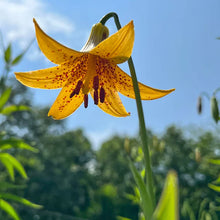 Lilium canadense en fleurs dans un milieu naturel.