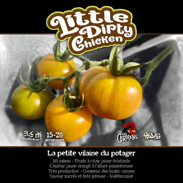Tomate 'Little Dirty Chicken'
