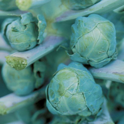 Organic 'Long Island' Brussels Sprouts Seeds by Gaia, product image prepared for Canadian gardeners.