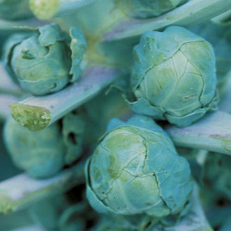 Organic 'Long Island' Brussels Sprouts Seeds by Gaia, product image prepared for Canadian gardeners.