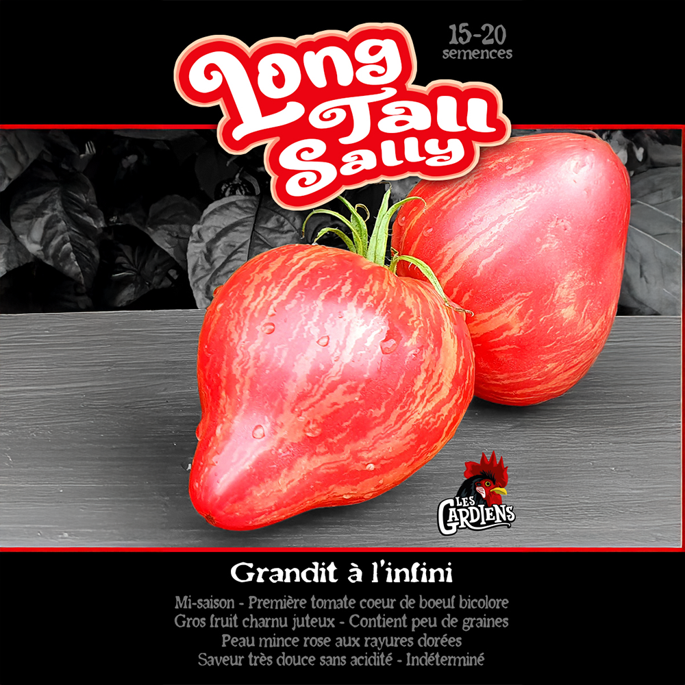 Long Tall Sally tomato (<em>Solanum lycopersicum</em> ‘Long Tall Sally’)