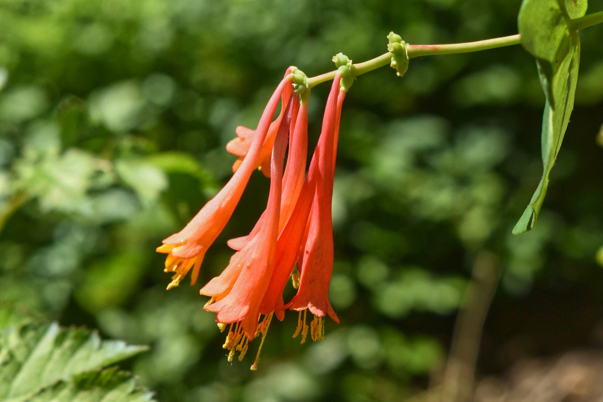 Lonicera sempervirens 'Major Wheeler'