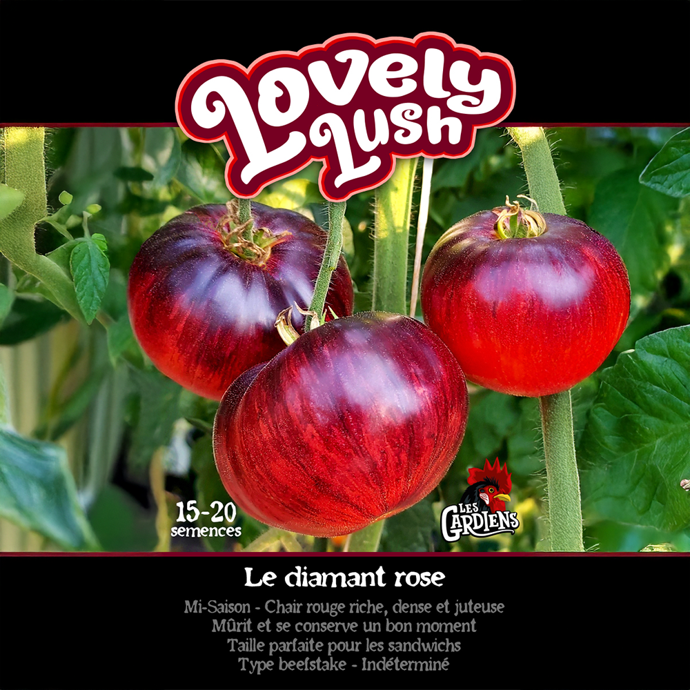Lovely Lush tomato (<em>Solanum lycopersicum</em> ‘Lovely Lush’)