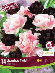 Harmonie florale Licorice Twist ( Tulipa spp.) : des tulipes doubles rose pâle et pourpre presque noir. Le visuel Florissa présente la plante et son nom dans la partie inférieure de l’étiquette. La photographie occupe presque toute la surface, tandis que le bandeau du bas rassemble les indications du produit. Cette vue permet de reconnaître son apparence et de distinguer la variété présentée.