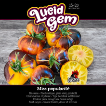 Lucid Gem tomato (<em>Solanum lycopersicum</em> ‘Lucid Gem’)