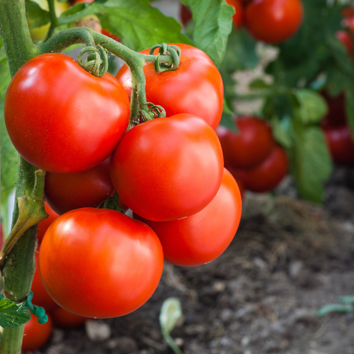 Organic 'Lucky Leprechaun' Tomato