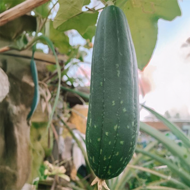 Courge Luffa bio