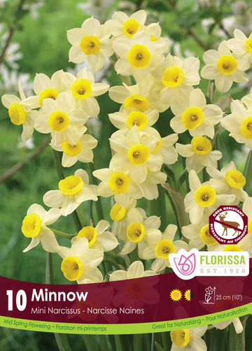 Narcissus Minnow