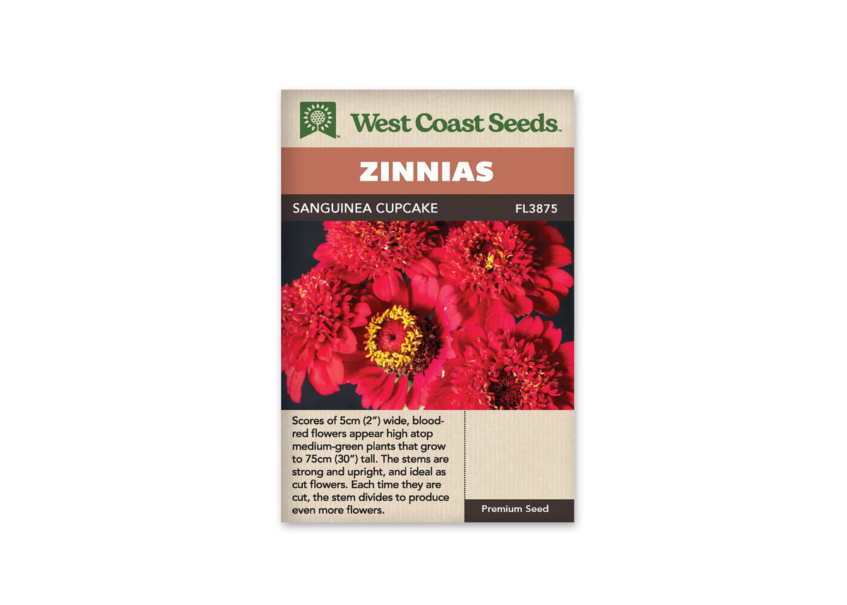 Sachet West Coast Seeds Sanguinea Cupcake montrant plusieurs fleurs rouges sur un fond sombre. Certaines ont un centre dense de petits pétales frisés; une autre laisse voir un disque rouge entouré de petites fleurs jaunes. Le nom apparaît sur le bandeau brun, et un texte descriptif occupe la partie beige au bas.