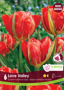 Tulipe Love Valley ( Tulipa ) : des tulipes doubles rouges marquées de bandes jaunes et vertes. Le visuel Florissa présente la plante et son nom dans la partie inférieure de l’étiquette. La photographie occupe presque toute la surface, tandis que le bandeau du bas rassemble les indications du produit. Cette vue permet de reconnaître son apparence et de distinguer la variété présentée.