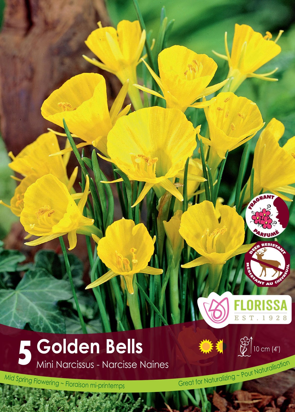 Narcisse ‘Golden Bells’ ( Narcissus bulbocodium ) : de petits narcisses jaunes en forme de cloche évasée. Le visuel Florissa présente la plante et son nom dans la partie inférieure de l’étiquette. La photographie occupe presque toute la surface, tandis que le bandeau du bas rassemble les indications du produit. Cette vue permet de reconnaître son apparence et de distinguer la variété présentée.