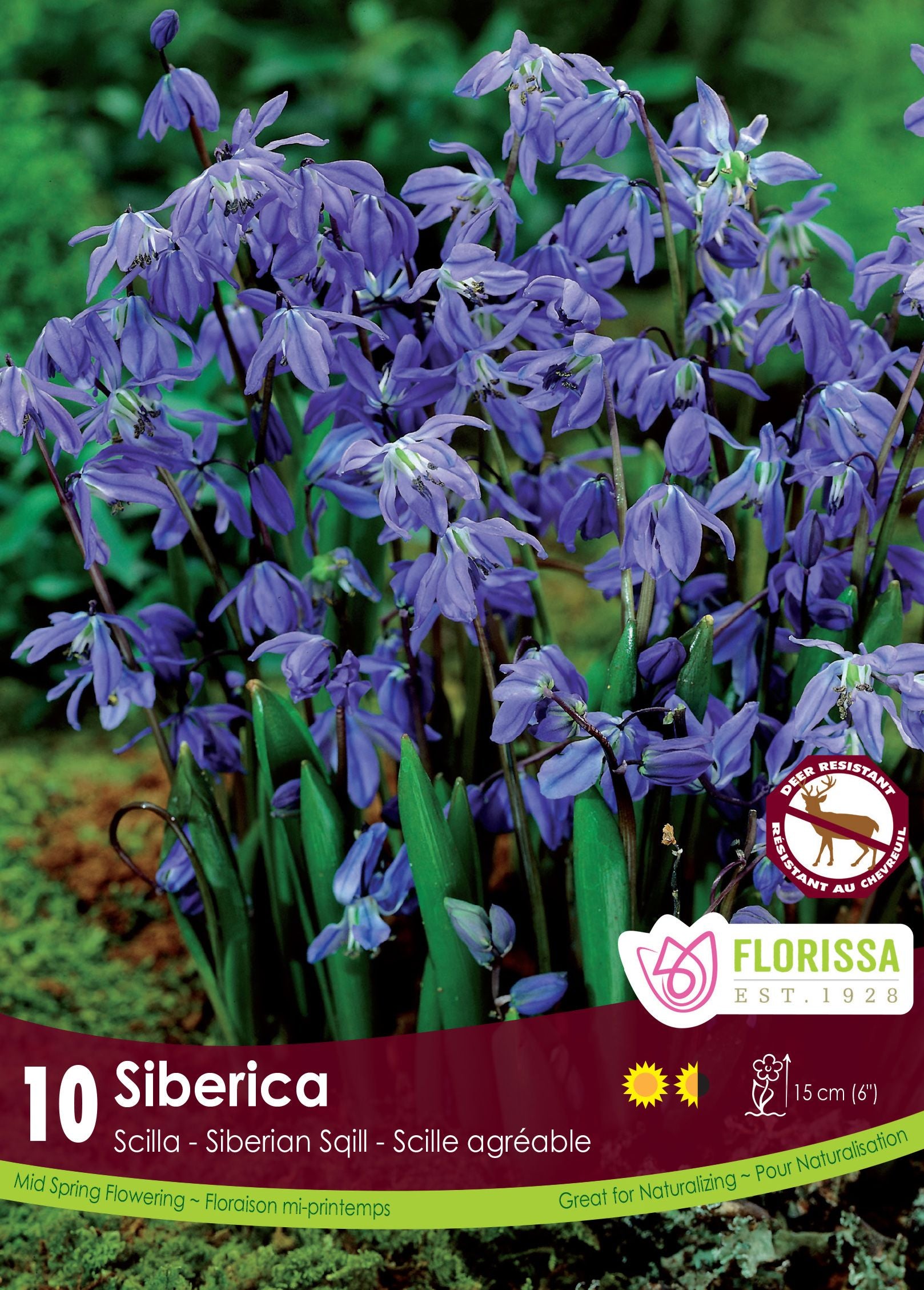 Scilla Siberica