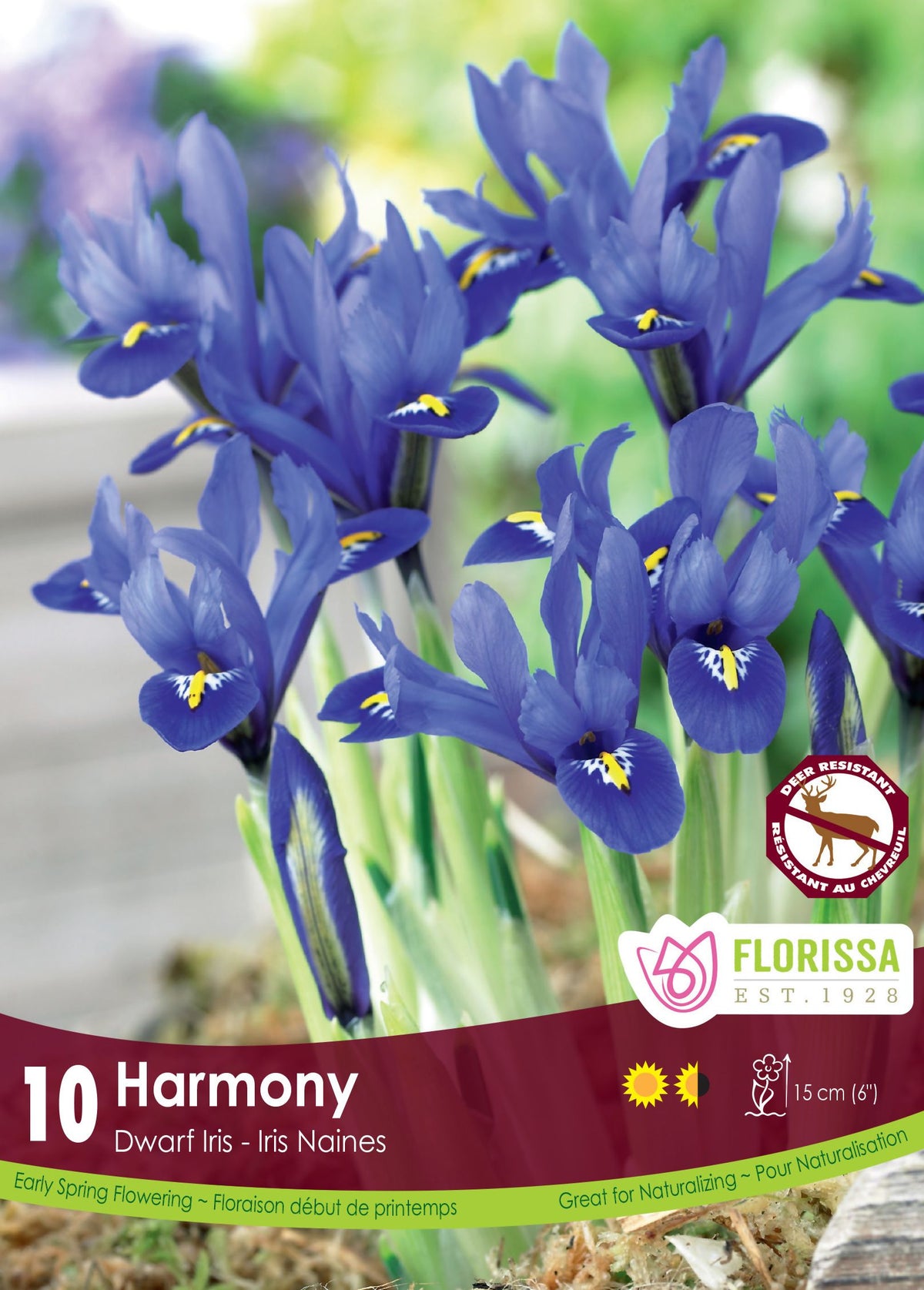 Iris nain ‘Harmony’ ( Iris reticulata ) : des petits iris bleus portant une marque jaune. Le visuel Florissa présente la plante et son nom dans la partie inférieure de l’étiquette. La photographie occupe presque toute la surface, tandis que le bandeau du bas rassemble les indications du produit. Cette vue permet de reconnaître son apparence et de distinguer la variété présentée.