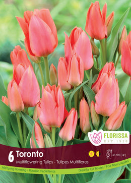 Toronto Tulip
