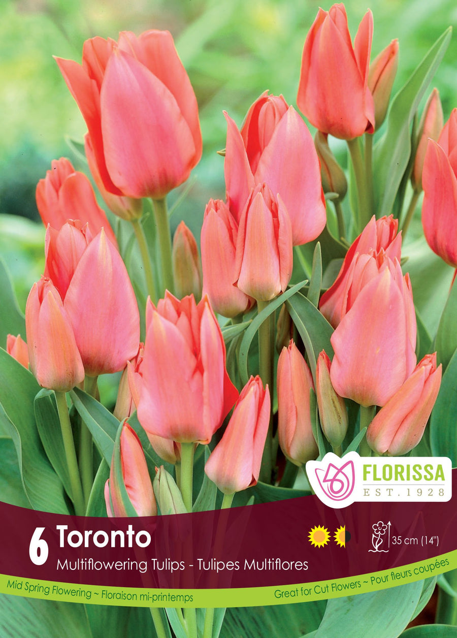 Toronto Tulip