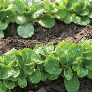 selection of approximately 250 organic ‘Vit’ corn salad seeds showing small compact rosettes with thick oval dark-green leaves. The image helps identify this fast, cold-resistant variety for fresh salads, cool-season harvests, vegetable gardens, containers, and growing under unheated protection in Canada. The compact foliage is shown at an edible harvest stage.