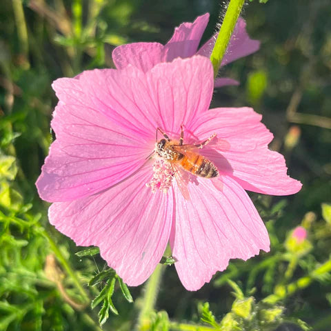 Mauve musquée (Malva moschata) – semences
