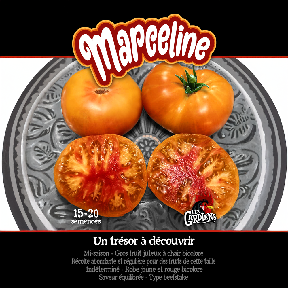 Marceline tomato (<em>Solanum lycopersicum</em> ‘Marceline’)