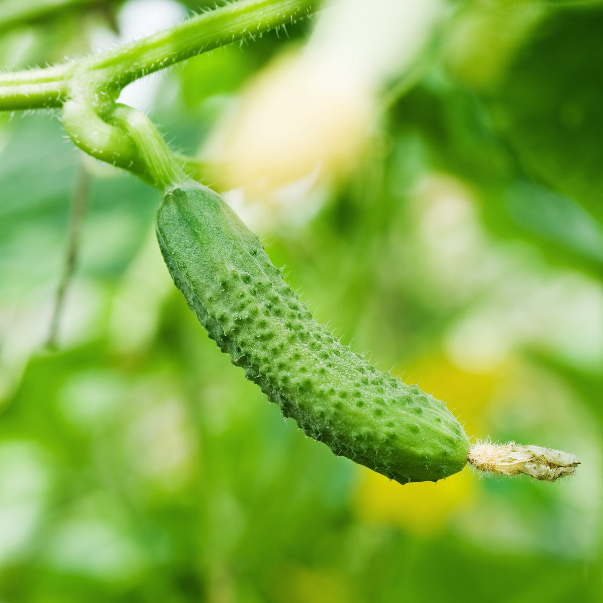 Organic Cucumber 'Marketmore 76'