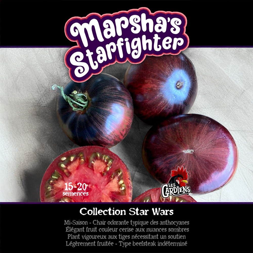 Vue rapprochée de Tomate ‘Marsha’s Starfighter Beefsteak’ cultivé au soleil, avec un feuillage vert sain et des fruits caractéristiques bien visibles. La photo montre la forme, la couleur et le stade de maturité typiques de la variété sur un plant vigoureux. Les fruits se détachent nettement du feuillage et illustrent l’apparence recherchée au moment de la récolte.