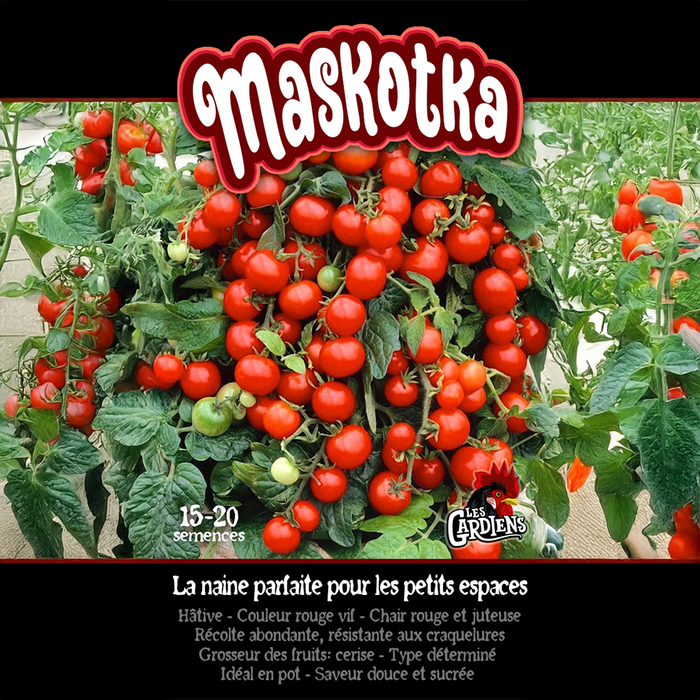 Maskotka tomato (<em>Solanum lycopersicum</em> ‘Maskotka’)
