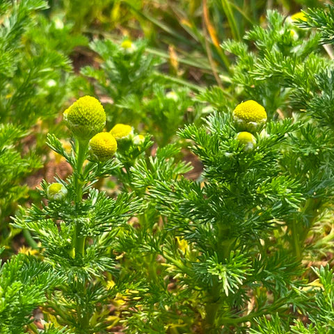 Matricaire odorante, petite plante aromatique au feuillage découpé.