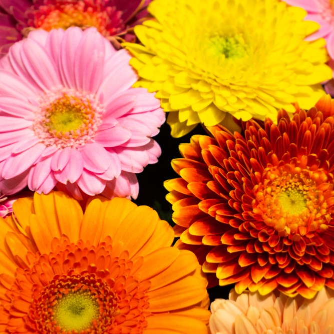 Photo de Calendula mélange ‘Playtime’. Le souci "Playtime Mix" est un mélange spectaculaire de fleurs simples et semi-doubles aux couleurs éclatantes, allant des tons pastel au chamois, avec des centres variant de sombre à jaune. La couleur caractéristique est : couleurs variées. Le visuel permet d’observer les contours, les teintes et la disposition des éléments présentés.