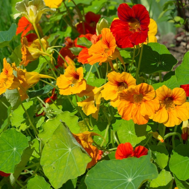 Photo de Capucine mélange ‘California Giants’. Grimpante ou retombante, elle produit de magnifiques fleurs simples aux couleurs variées, apportant une explosion de teintes lumineuses au jardin. La couleur caractéristique est : couleurs variées. Le visuel permet d’observer les contours, les teintes et la disposition des éléments présentés. Les détails de forme et les contrastes donnent un aperçu de l’apparence de cette plante ou de sa récolte.