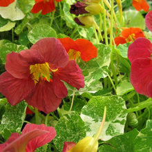 Capucine mélange 'Jewel of Africa'